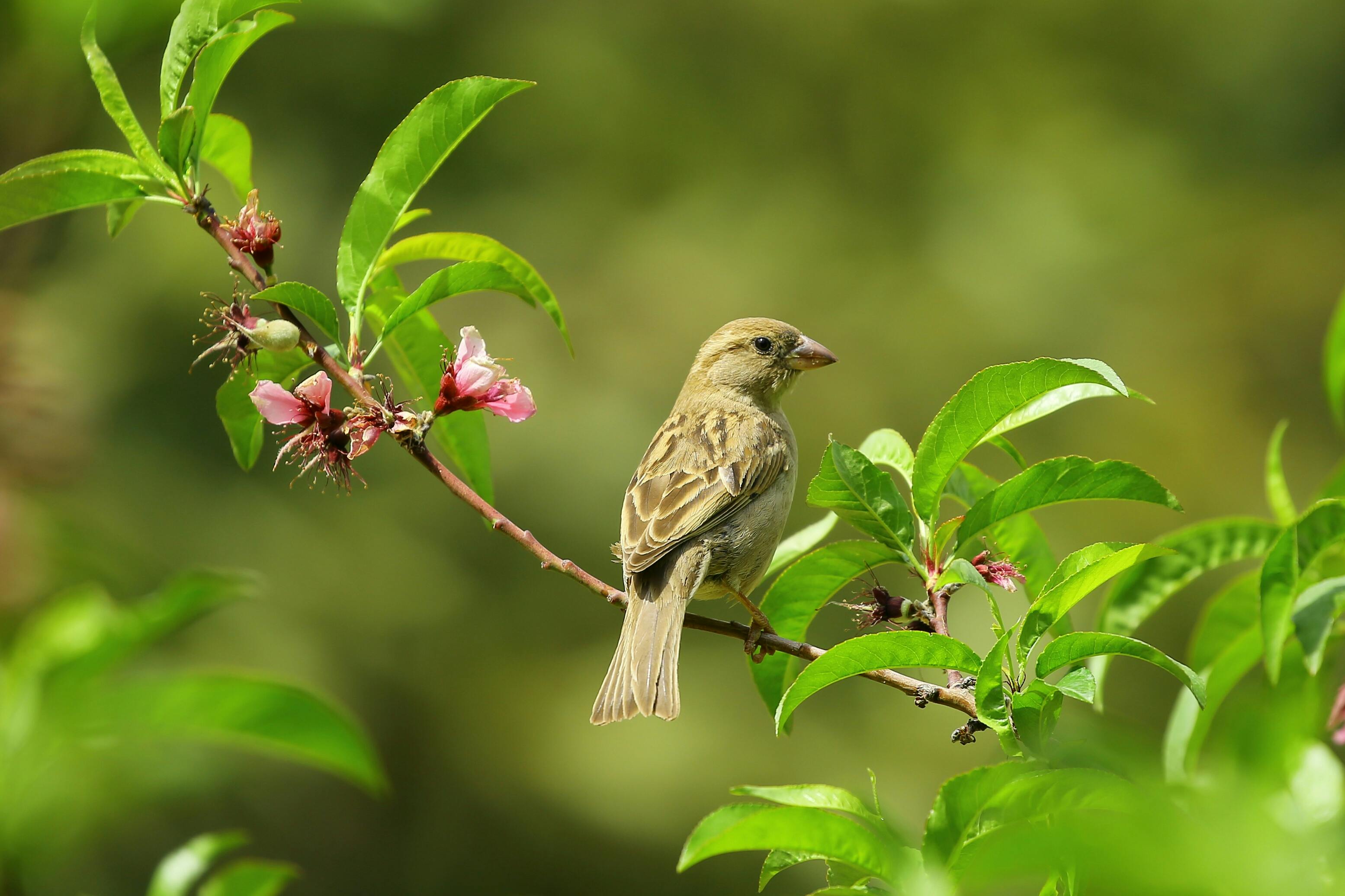 Bird