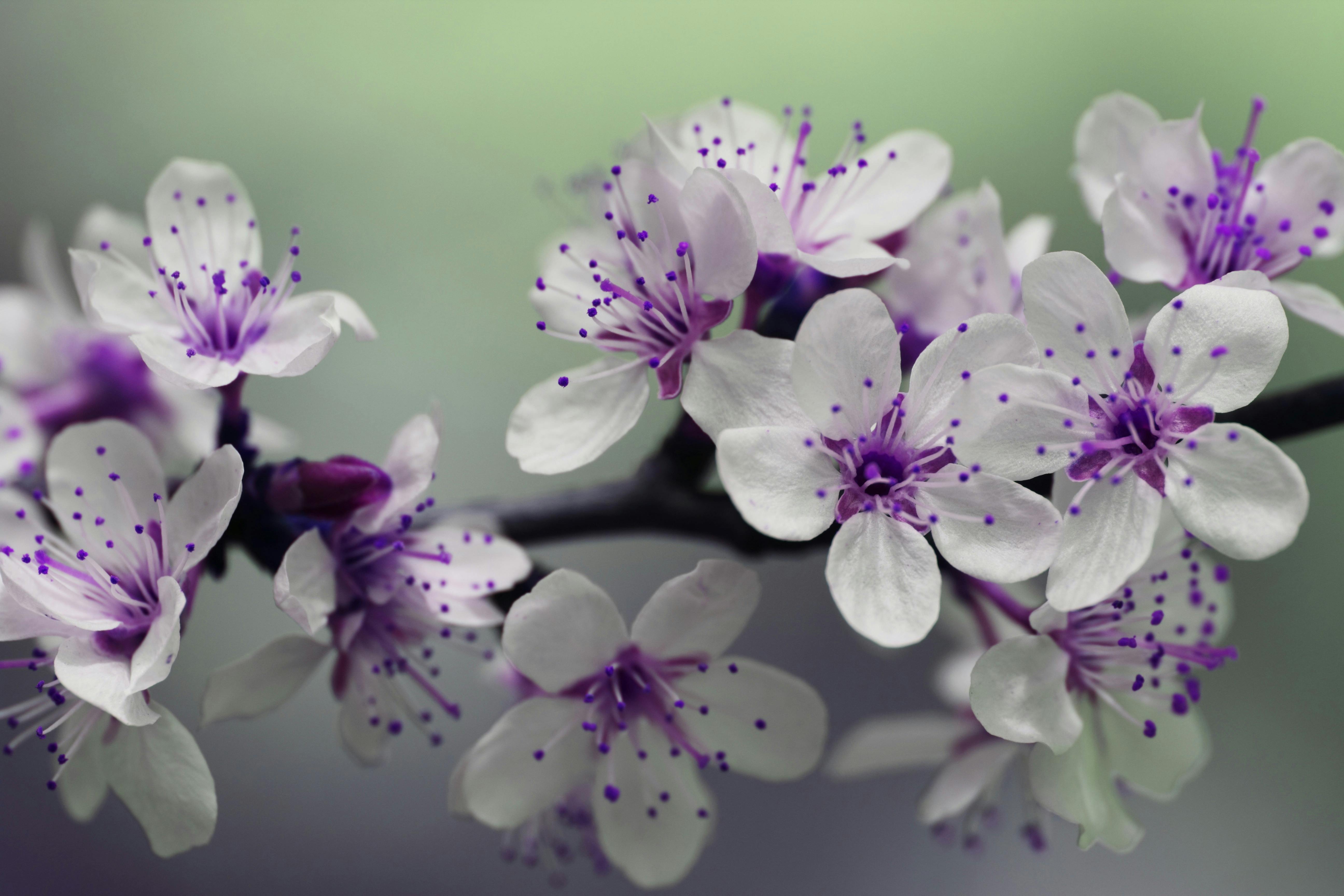 White flowers with purple accents