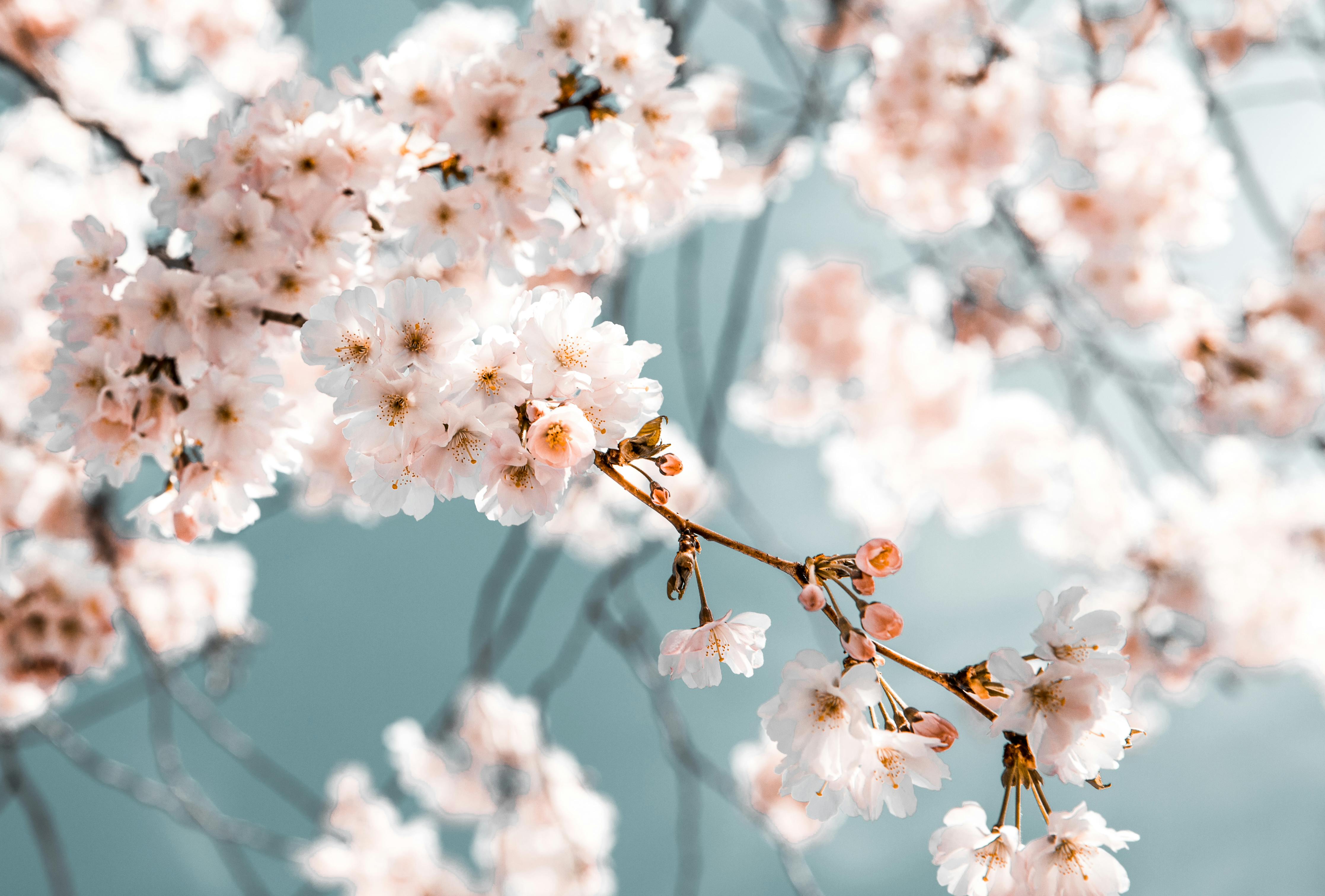 White flower with pink accent