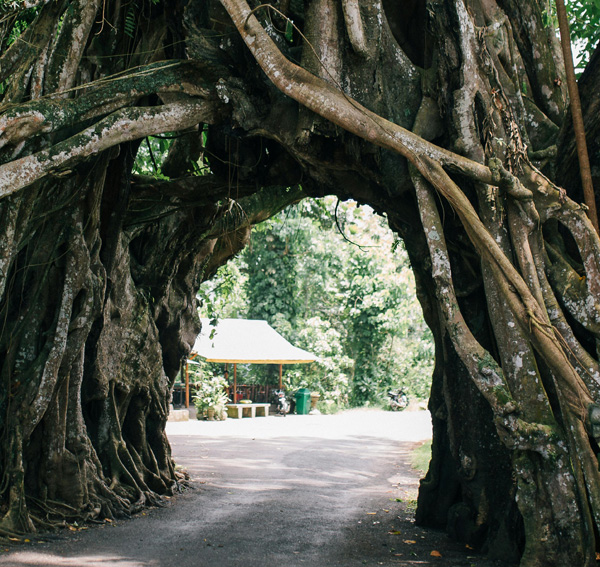 Tree roots with a walk-through path