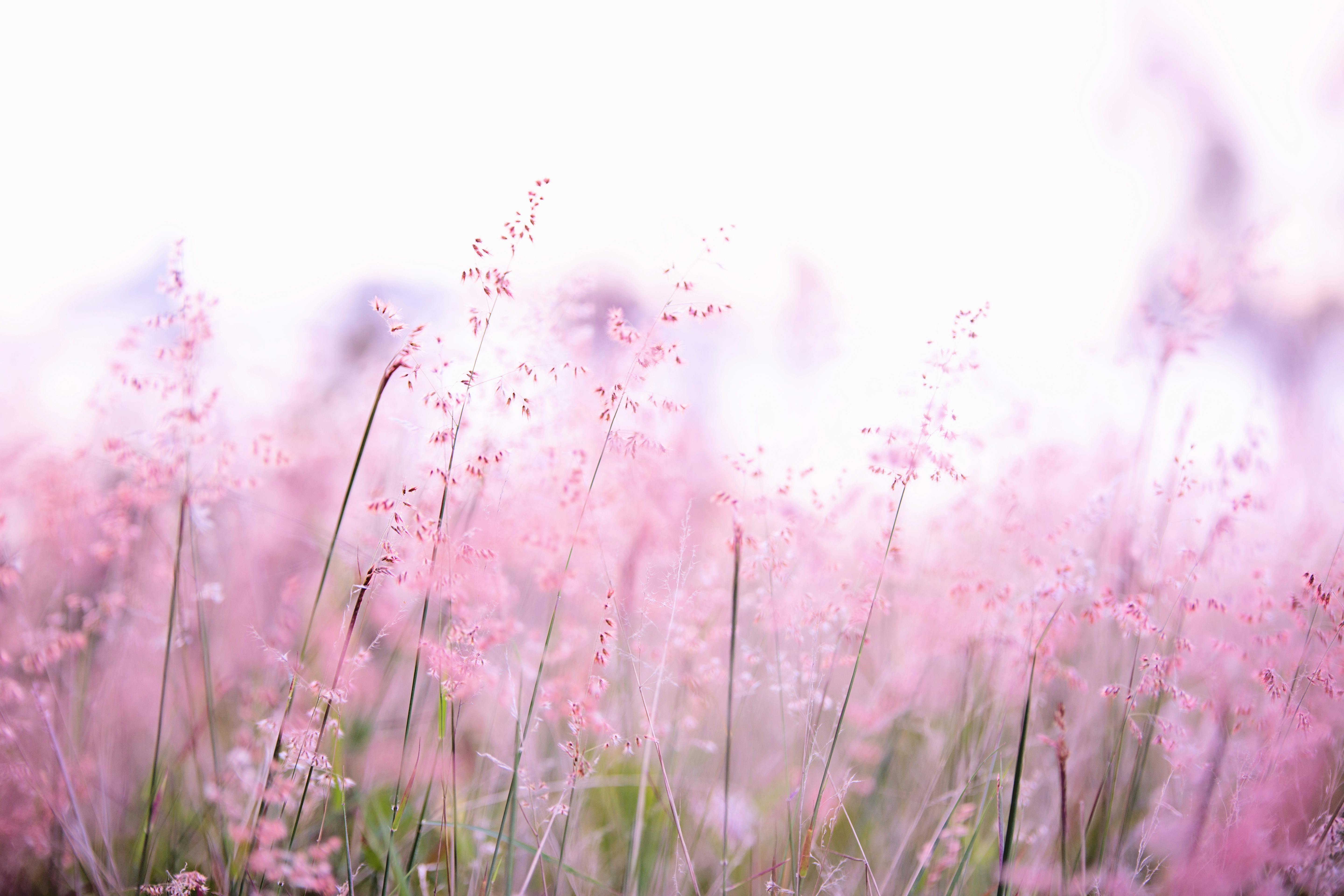 Image of pink-field-blooms