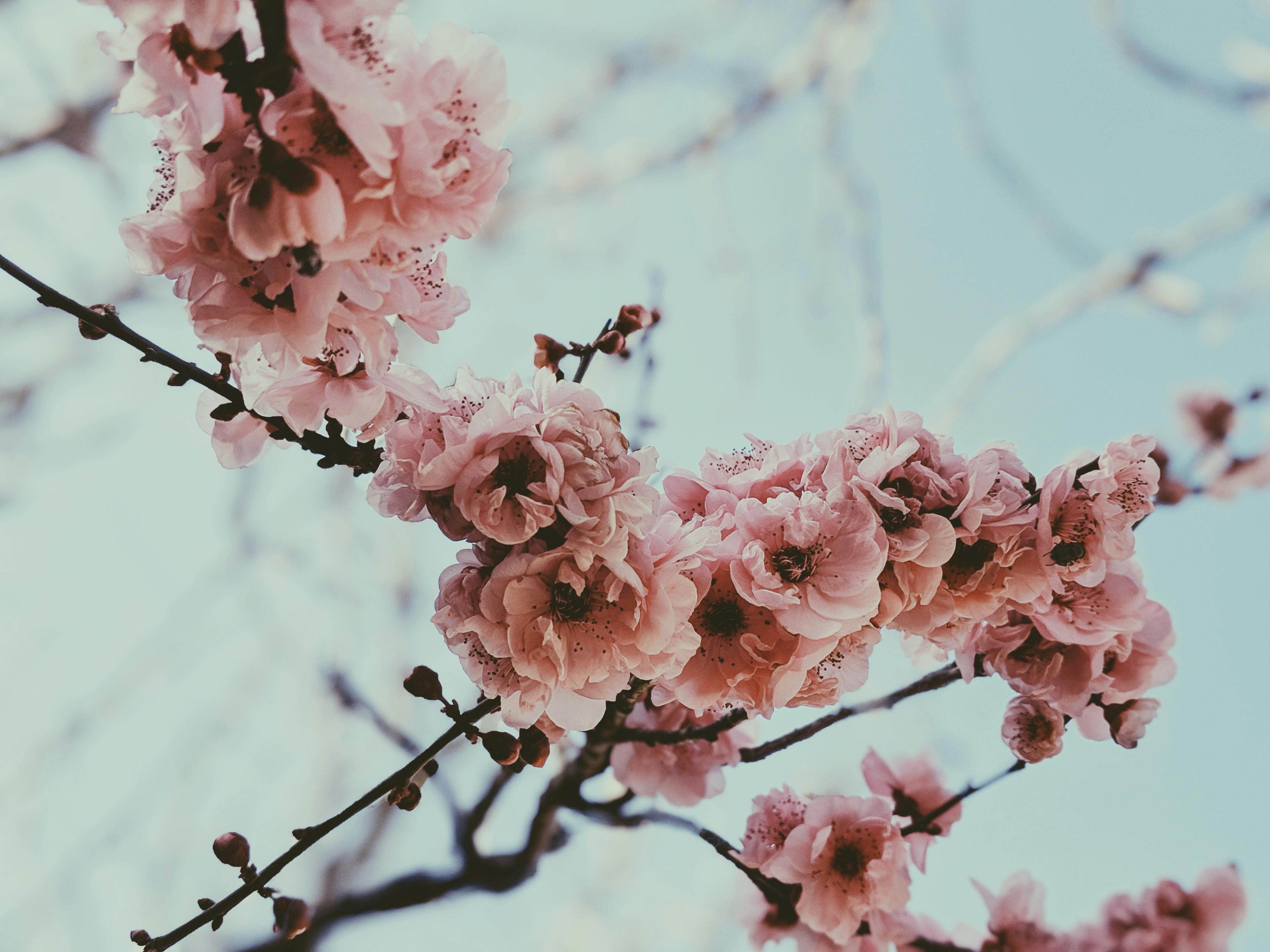 Pink flowers