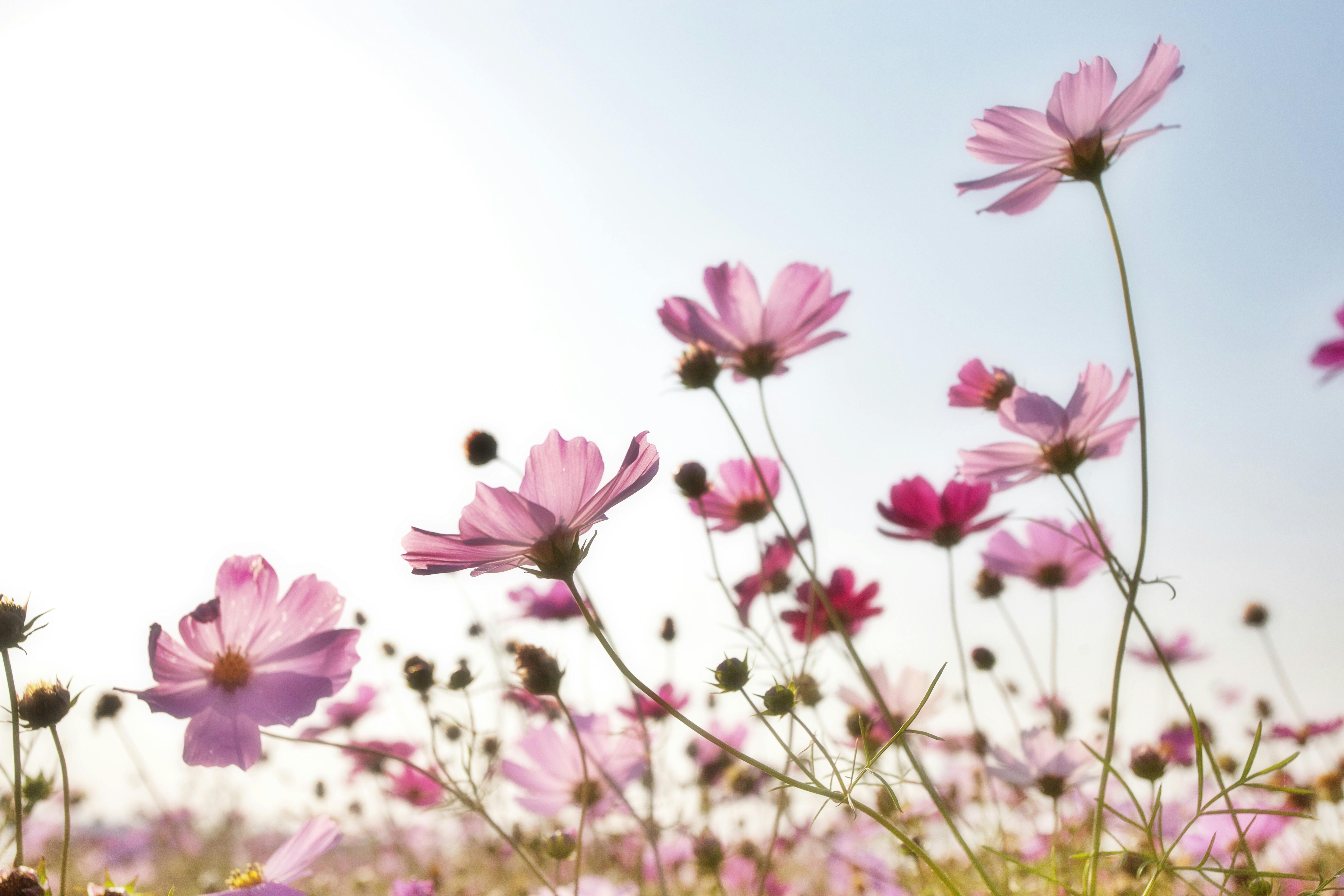 Bird on a flower